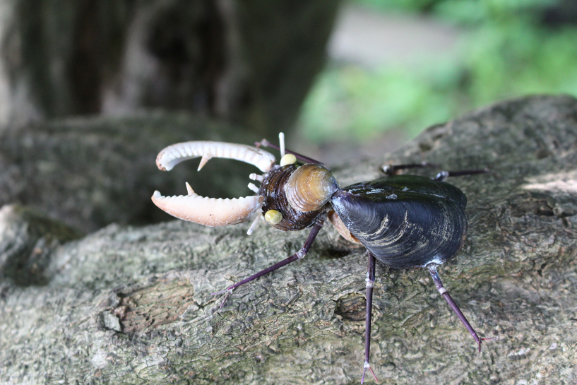 かいのどうぶつえん（昆虫類館）：クワガタ26