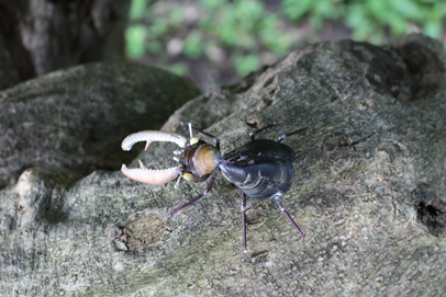 かいのどうぶつえん（昆虫類館）：クワガタ04