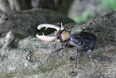 かいのどうぶつえん（昆虫類館）：クワガタ07