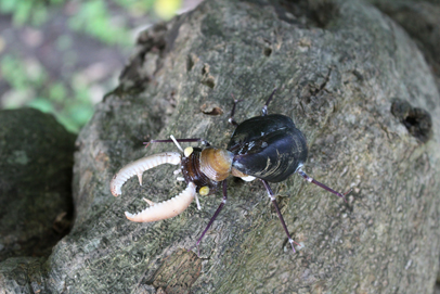 かいのどうぶつえん（昆虫類館）：クワガタ12