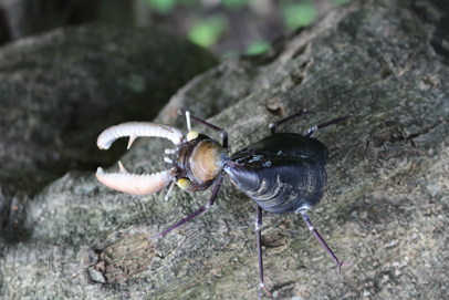 かいのどうぶつえん（昆虫類館）：クワガタ13