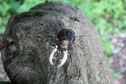 かいのどうぶつえん（昆虫類館）：クワガタ10