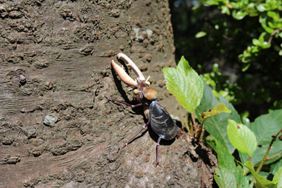 かいのどうぶつえん（昆虫類館）：クワガタ15