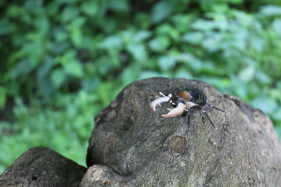 かいのどうぶつえん（昆虫類館）：クワガタ16