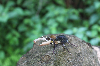 かいのどうぶつえん（昆虫類館）：クワガタ19