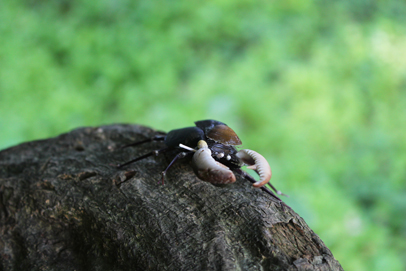 かいのどうぶつえん（昆虫類館）：クワガタ21