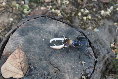 かいのどうぶつえん（昆虫類館）：クワガタ22