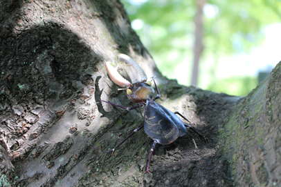 かいのどうぶつえん（昆虫類館）：クワガタ24