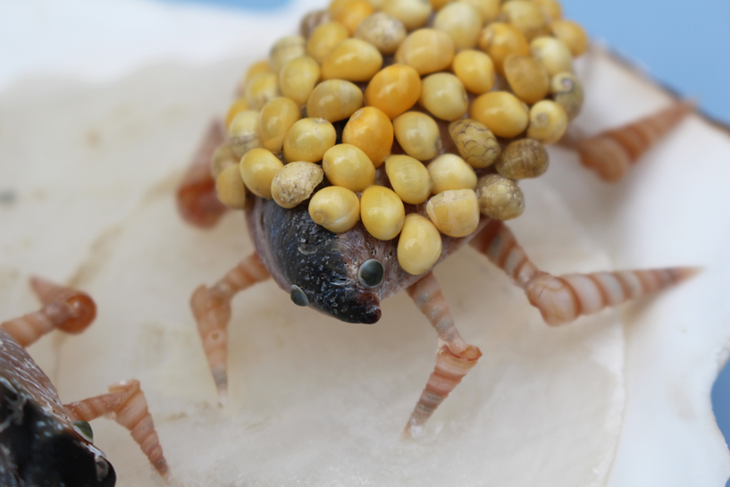 かいのどうぶつえん（昆虫類館）：コオイムシ11