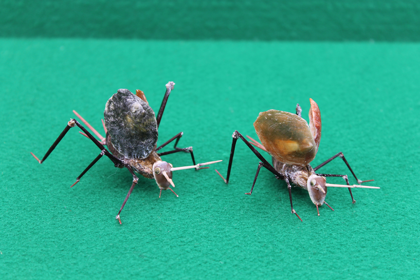 かいのどうぶつえん（昆虫類館）：スズムシ19