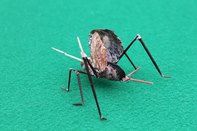 かいのどうぶつえん（昆虫類館）：スズムシ05