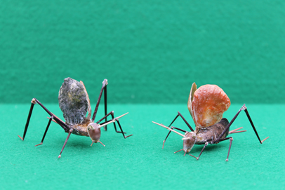 かいのどうぶつえん（昆虫類館）：スズムシ11