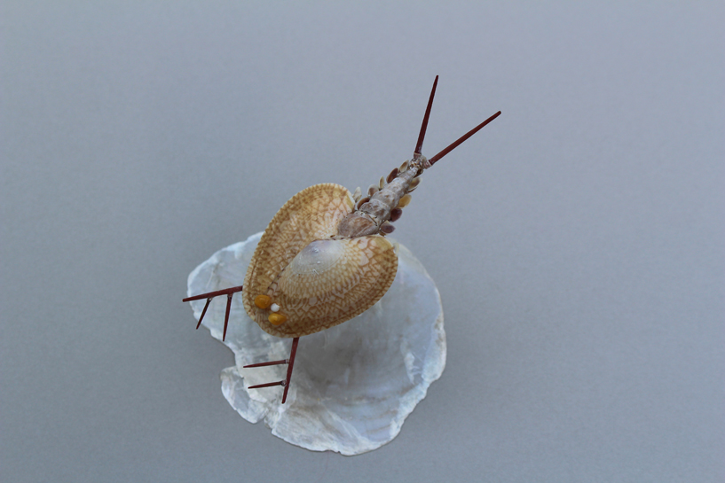 かいのどうぶつえん（昆虫類館）：カブトエビ01