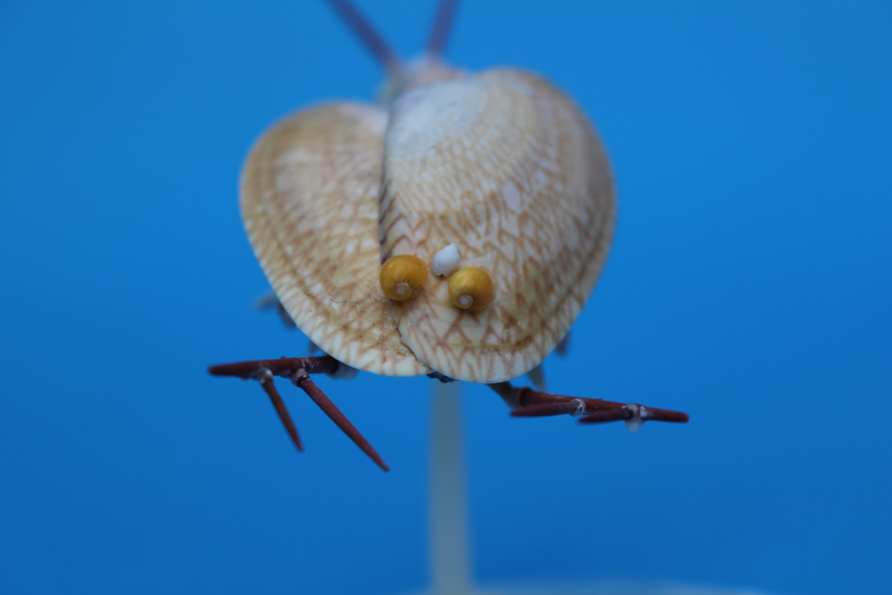 かいのどうぶつえん（昆虫類館）：カブトエビ08