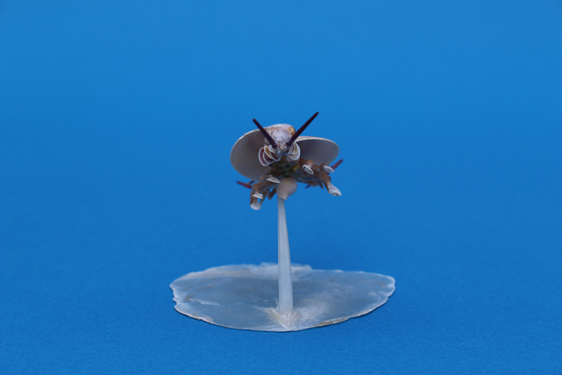 かいのどうぶつえん（昆虫類館）：カブトエビ17