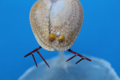 かいのどうぶつえん（昆虫類館）：カブトエビ12