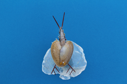 かいのどうぶつえん（昆虫類館）：カブトエビ18