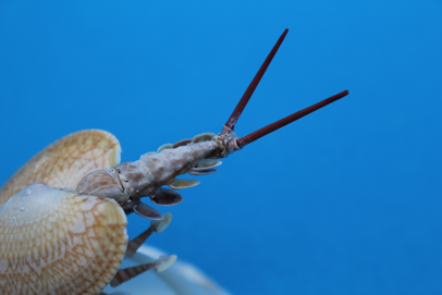 かいのどうぶつえん（昆虫類館）：カブトエビ19