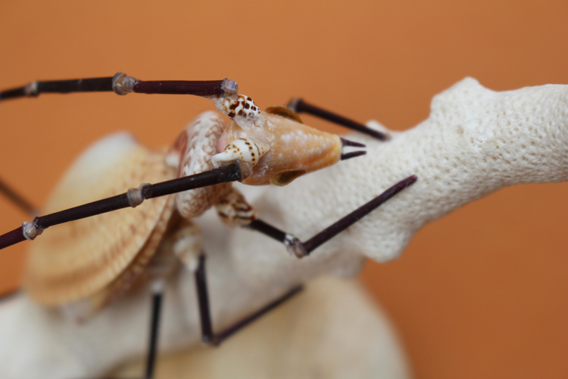 かいのどうぶつえん（昆虫類館）：カミキリムシ27