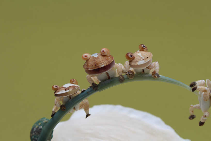 かいのどうぶつえん（両生類館）：カエル兄弟