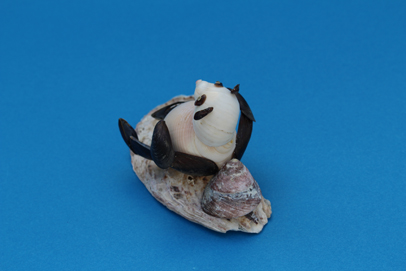 かいのどうぶつえん（野生動物館）：パンダの赤ちゃん