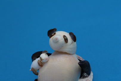 かいのどうぶつえん（野生動物館）：パンダの赤ちゃん