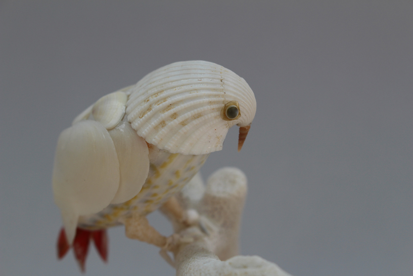 かいのどうぶつえん（鳥類館）：ヨウム