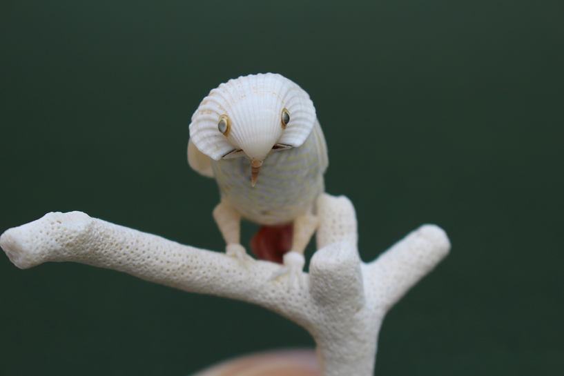 かいのどうぶつえん（鳥類館）：ヨウム