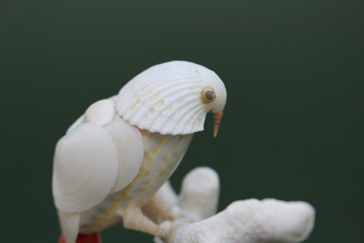 かいのどうぶつえん（鳥類館）：ヨウム