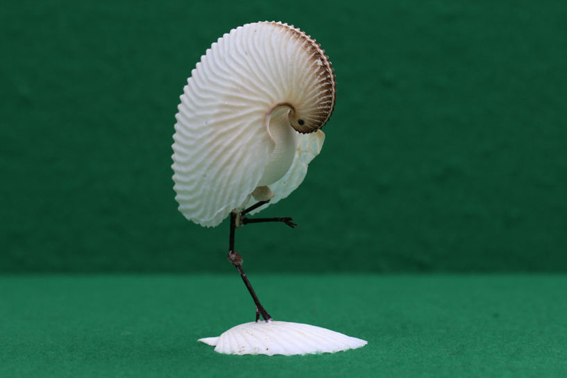 かいのどうぶつえん（鳥類館）：凍鶴（いてづる）01