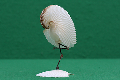 かいのどうぶつえん（鳥類館）：凍鶴（いてづる）05