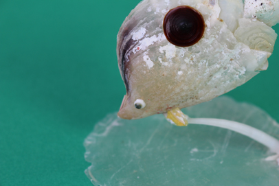 かいのどうぶつえん（水族館1）：チョウチョウウオ