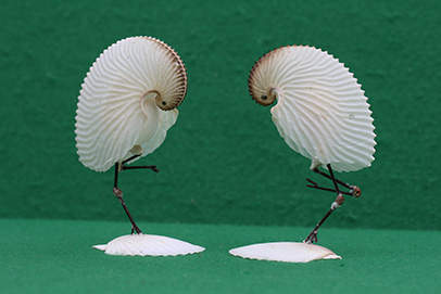 かいのどうぶつえん（鳥類館）：凍鶴（いてづる）11