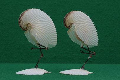 かいのどうぶつえん（鳥類館）：凍鶴（いてづる）１５