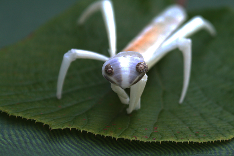 かいのどうぶつえん（昆虫類館）：カマキリ01