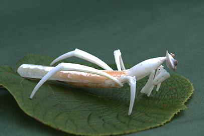 かいのどうぶつえん（昆虫類館）：カマキリ03