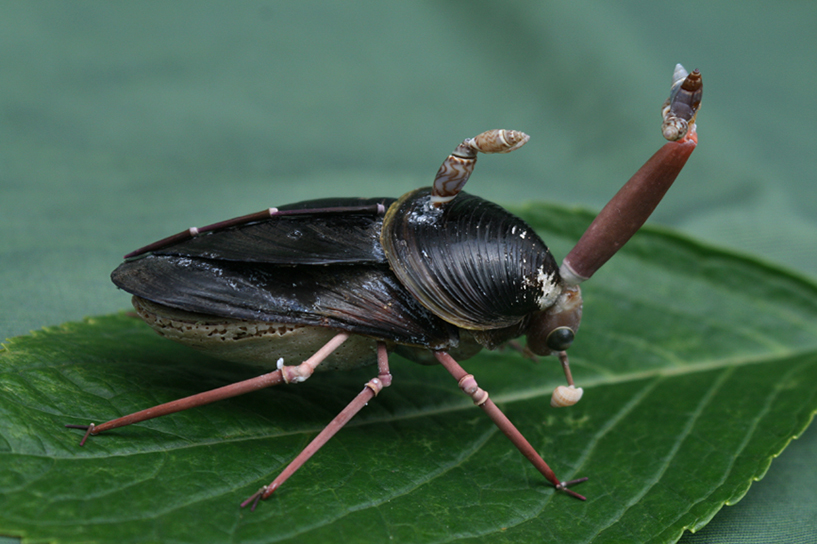 かいのどうぶつえん（昆虫類）：カブトムシ01