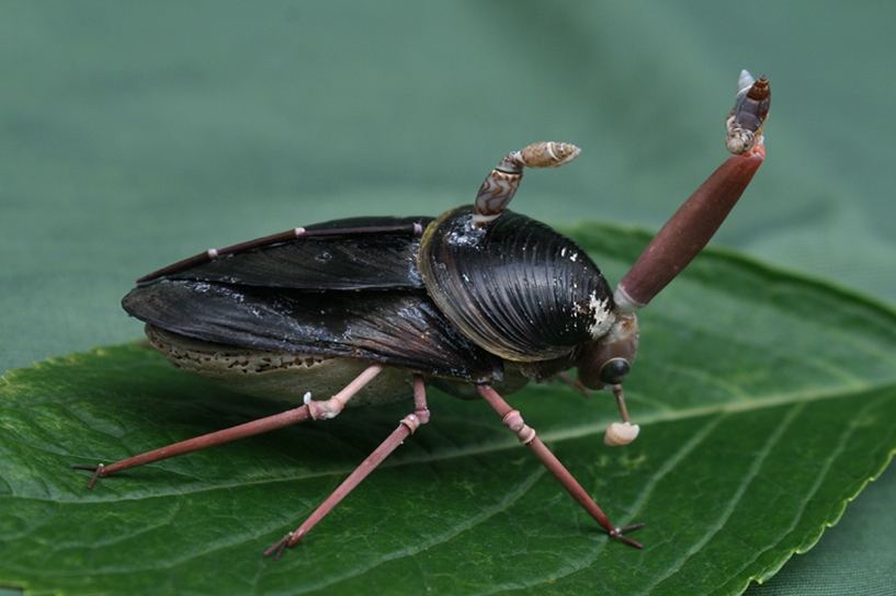 かいのどうぶつえん（昆虫類）：カブトムシ01