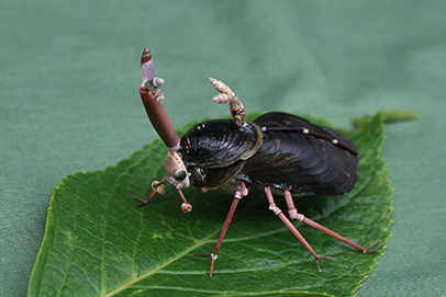 かいのどうぶつえん（昆虫類）：カブトムシ03