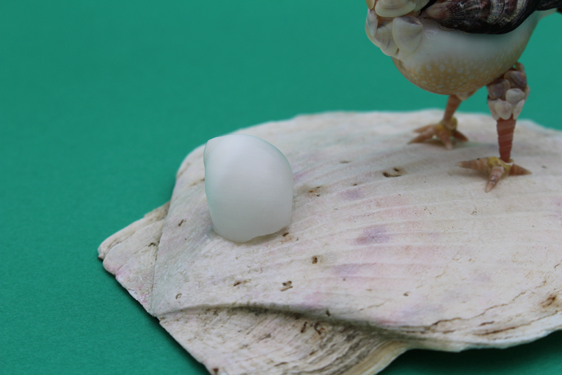 かいのどうぶつえん（鳥類館）：エジプトハゲワシ