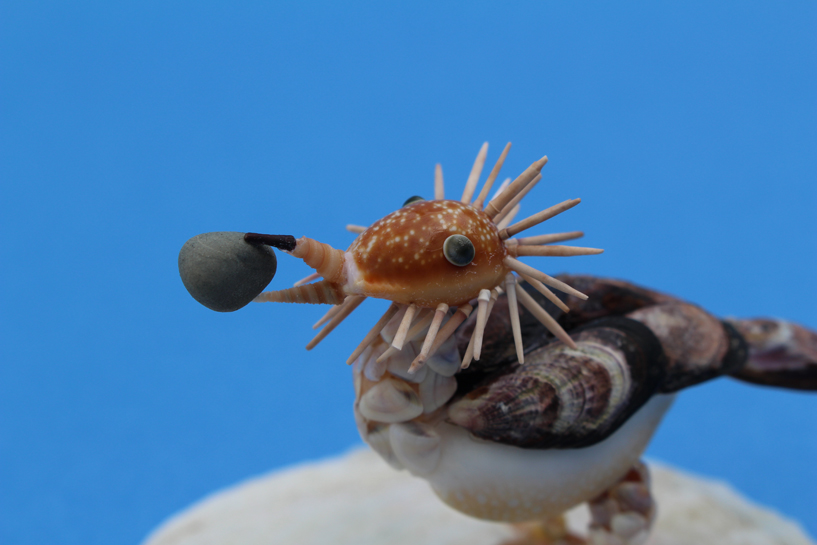 かいのどうぶつえん（鳥類館）：エジプトハゲワシ