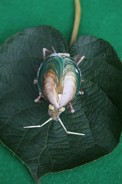 かいのどうぶつえん（昆虫類館）：カメムシ12