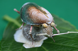 かいのどうぶつえん（昆虫類館）：カメムシ13