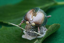 かいのどうぶつえん（昆虫類館）：カメムシ14