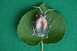 かいのどうぶつえん（昆虫類館）：カメムシ15