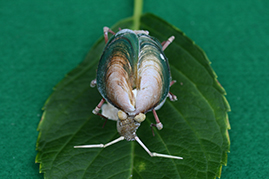 かいのどうぶつえん（昆虫類館）：カメムシ25