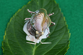 かいのどうぶつえん（昆虫類館）：カメムシ26