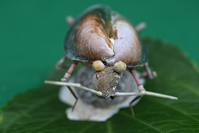 かいのどうぶつえん（昆虫類館）：カメムシ07