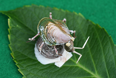 かいのどうぶつえん（昆虫類館）：カメムシ08