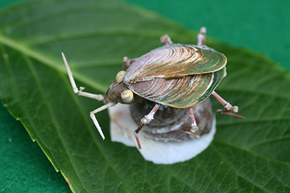 かいのどうぶつえん（昆虫類館）：カメムシ10